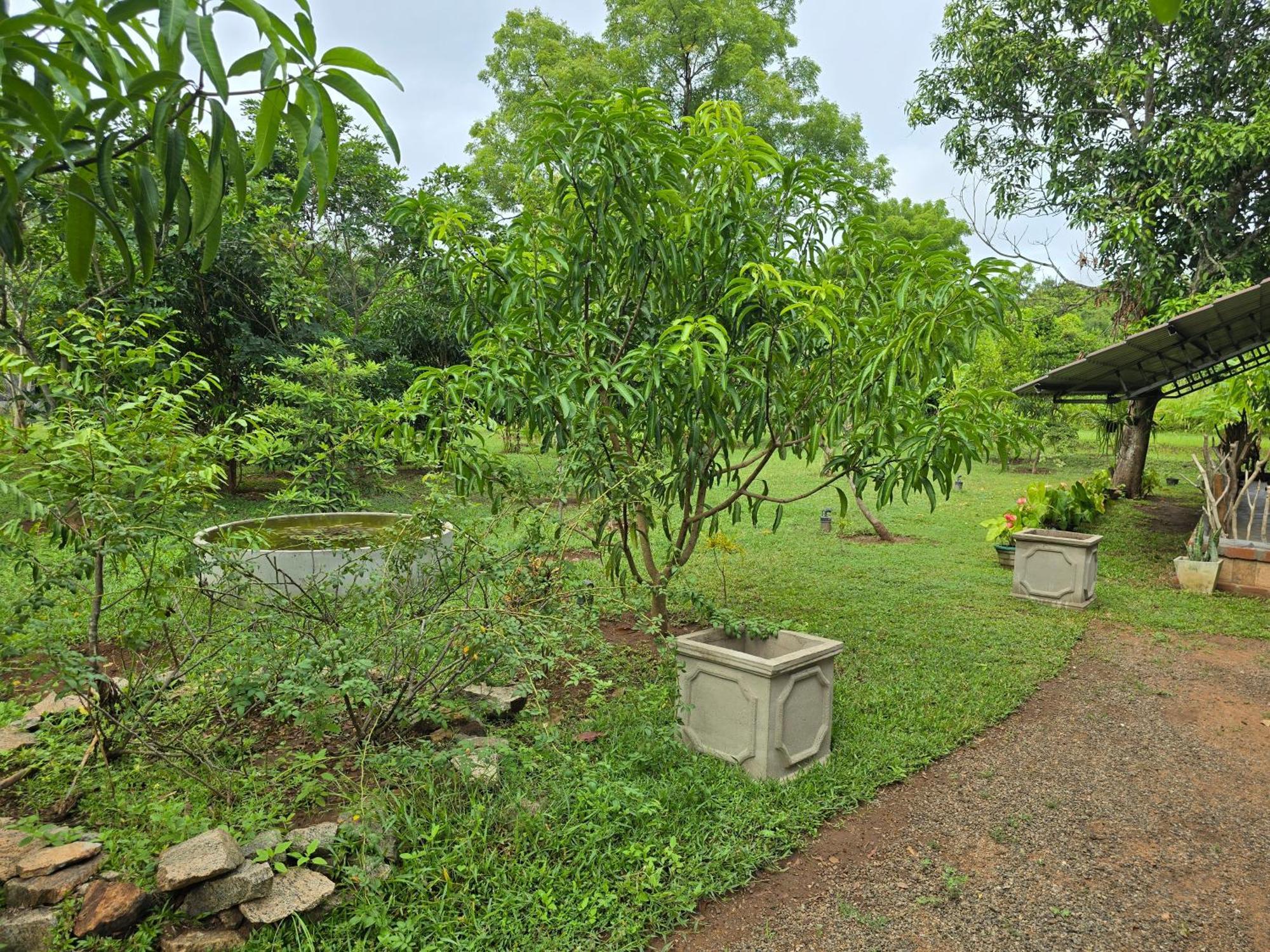 Ceylon Resort Wilpattu Exteriör bild